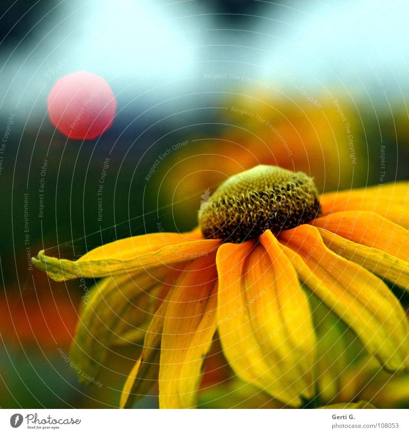 Blümchenknipserbild Blume Blüte Pflanze Blütenblatt gelb Sonnenblume mehrfarbig Licht Lichtpunkt rot Ampel spektral lichtmagnetisch Streulicht Gebündeltes Licht