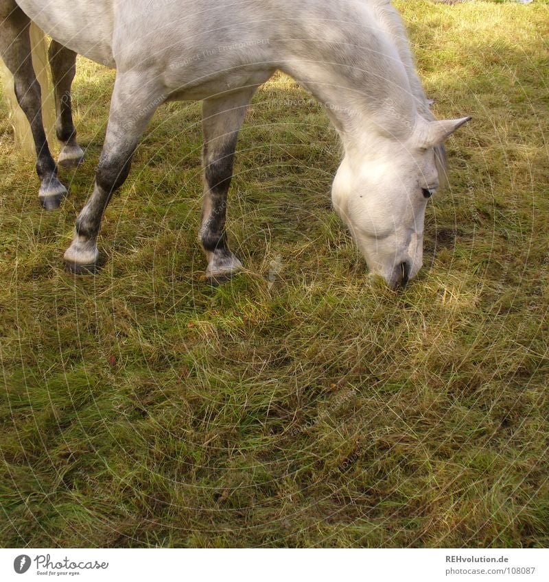 ein Pferdefoto :o) Wiese Fressen Huf Tier Schimmel stehen genießen Ernährung Nutztier füttern Pferdenarr Weide Pause Sommer Mähne Säugetier Beine Maul