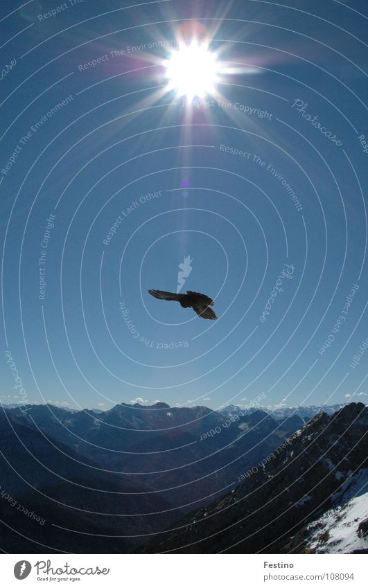 Karwendel Vogel Mittenwald Mittagssonne Berge u. Gebirge Sonne Schnee Kalkalpen blau
