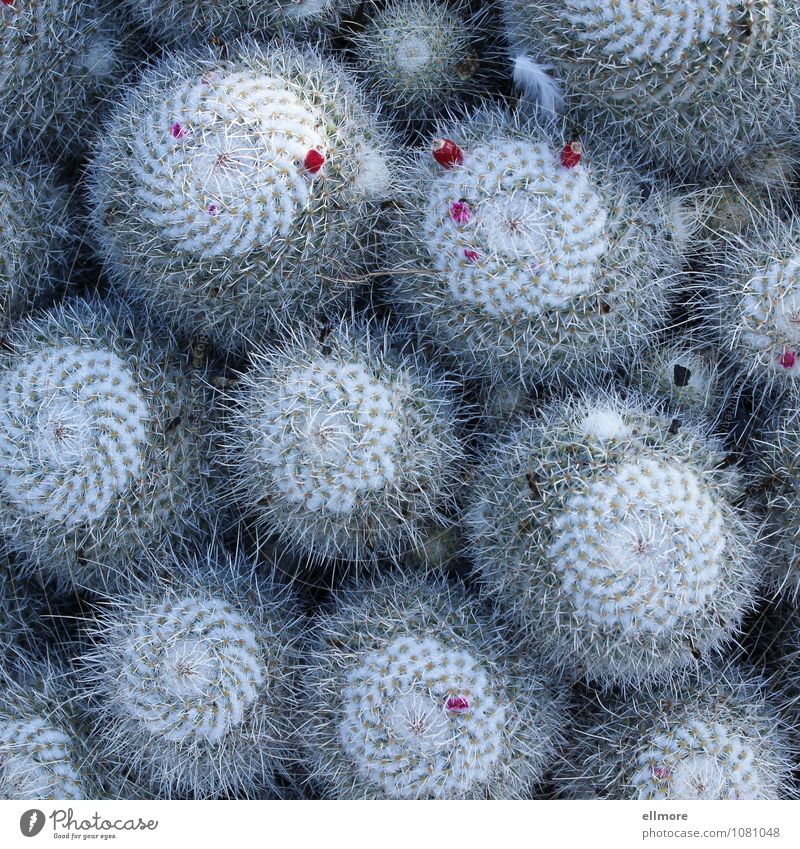 Gedränge Natur Pflanze Kaktus Blüte Blühend nah rund stachelig grau rosa weiß ruhig Zufriedenheit gleich Ordnung Farbfoto Gedeckte Farben Außenaufnahme
