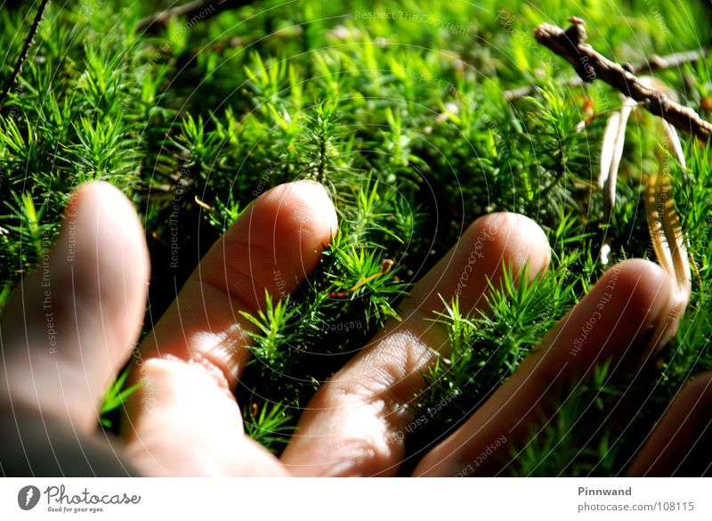 waldspiel grün Gras Baum Hand Handfläche Luft gelb Lunge frisch Nadelwald Fichtenwald Buchenwald weich berühren begreifen Klimawandel Globalisierung Ozon Urwald