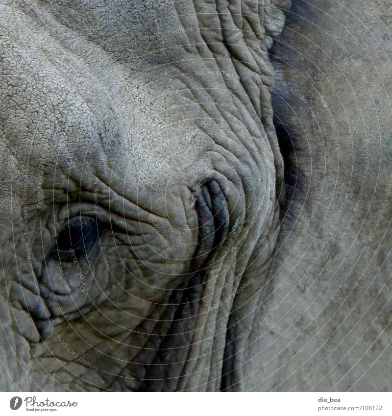 charmantes Lächeln Elefant grau Falte dreckig Säugetier Dickhäuter Runzeln grinsen lachen Anti-Falten-Creme Auge