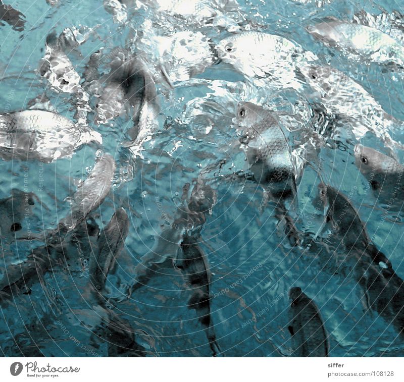 Fish hustle II Muster Appetit & Hunger Piranha nass spritzig Meer Meeresfrüchte türkis weiß dunkel gestreift Überlebenskampf Meerwasser Seychellen schwarz grau