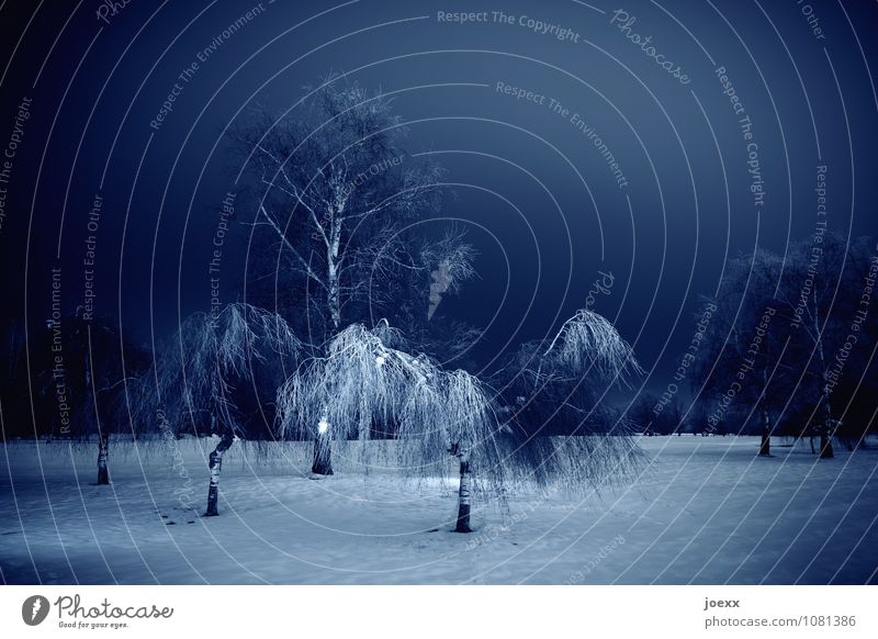 ´Y` Landschaft Himmel Nachthimmel Winter Schnee Baum Park kalt blau schwarz weiß ruhig Idylle Birke Farbfoto Gedeckte Farben Außenaufnahme Menschenleer Licht