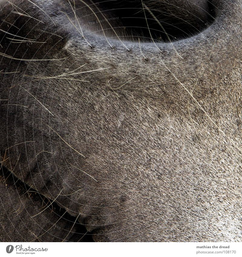 Ganz Nahe Pferd Tier Säugetier Nasenloch Nüstern Öffnung Borsten grau schwarz glänzend Geruch Haaransatz weich Zoo Streichelzoo Makroaufnahme Nahaufnahme