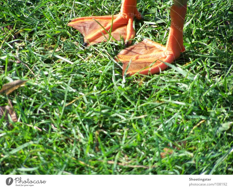 step by step unterwegs Gras bewegungslos Vogel grüne Wiese Ente Entenfüße schreiten