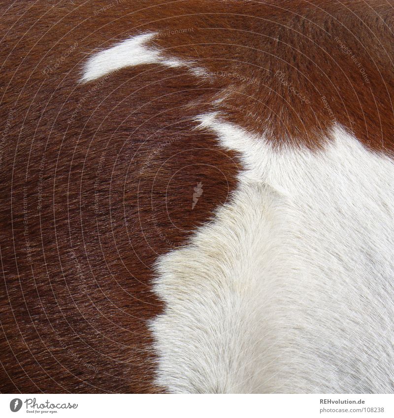 scheckig Pferd Fell Schecke braun weiß Sauberkeit Ausritt Tier Säugetier Spielen Bürste Verwirbelung Seite Haare & Frisuren Pony Reitstunde xxee