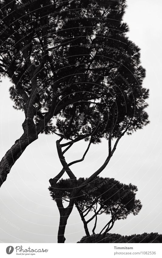 Bäume - Irgendwo in Italien. Ferien & Urlaub & Reisen Umwelt Natur Himmel Pflanze Baum Pinie Park Wachstum ästhetisch dunkel natürlich grau schwarz Gefühle