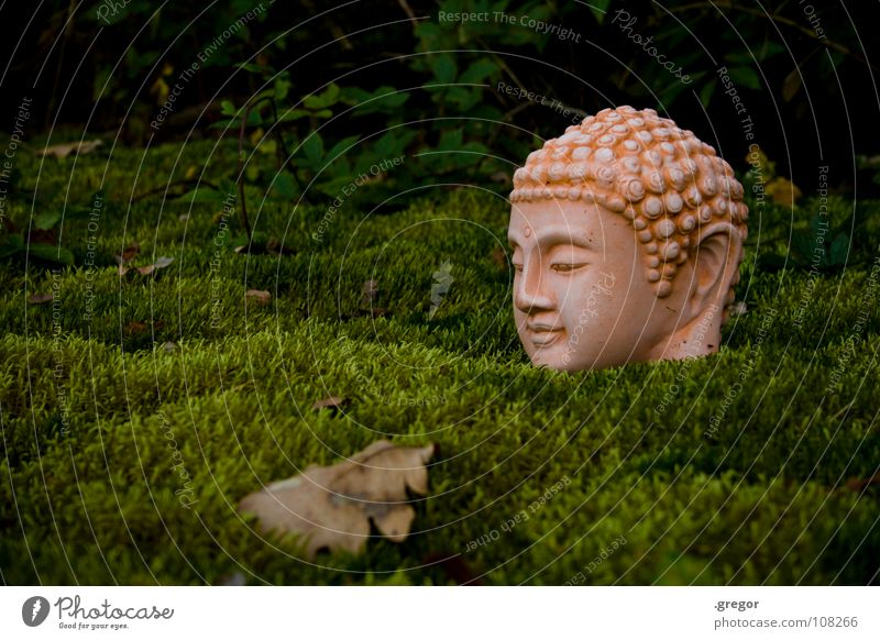 Buddha Blatt grün ruhig Meditation Bewusstsein Wachsamkeit Mensch Statue Konzentration Kraft Energiewirtschaft Kopf dosh foliage silence meditate consciousness