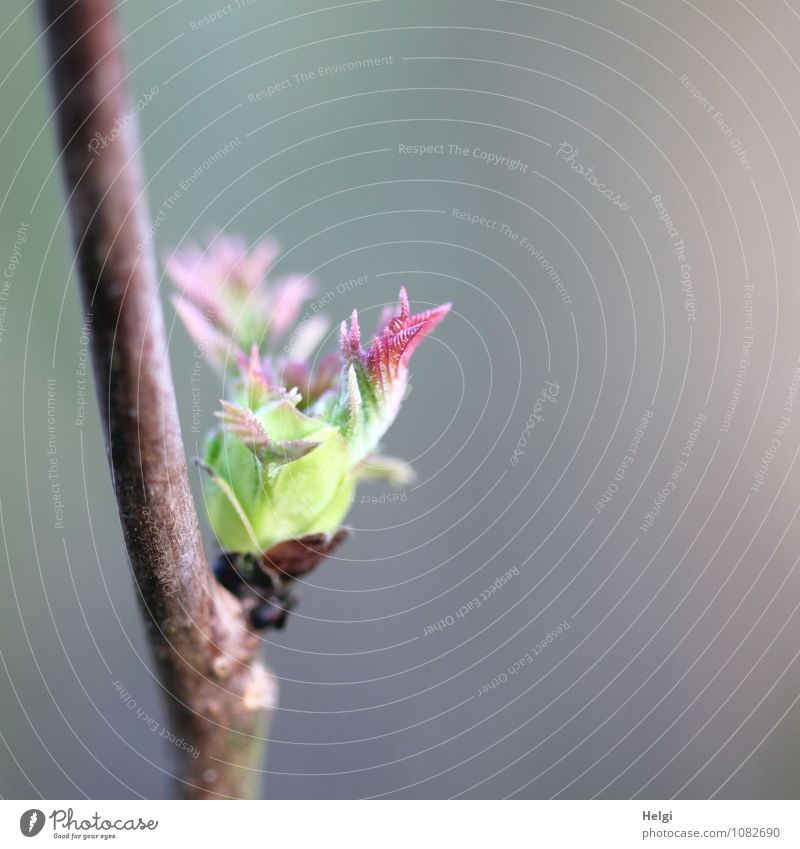 natürlich | wirds jetzt Frühling... Umwelt Natur Pflanze Sträucher Blatt Wildpflanze Blattknospe Zweig Wald Wachstum ästhetisch frisch schön einzigartig klein
