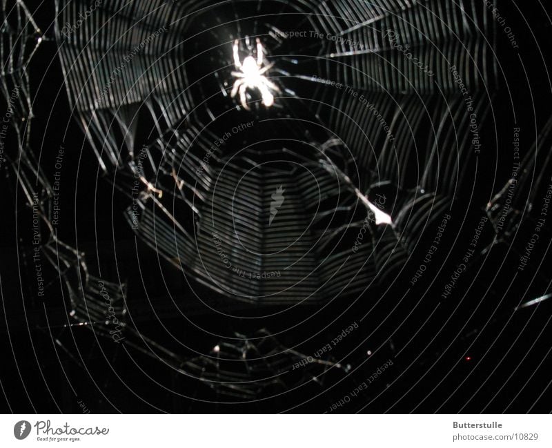 Im Netz Spinne Spinnennetz gruselig Natur