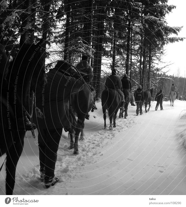 WINTERKARAWANE Winter Sonne Pferd Karavane Anlegestelle Sonnenstrahlen Wald Baum Schnee kalt Huf Fußspur Arbeit & Erwerbstätigkeit ruhig unberührt Pause