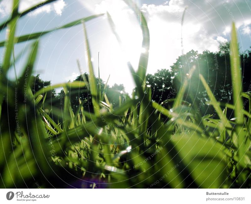 ...im Gras gelegen Sonnenlicht Rasen Natur Erholung