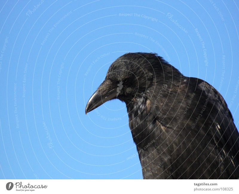 SPIESSER Rabenvögel Vogel schwarz Schnabel beobachten Kontrolle besitzen Feder Konzentration Kampfsport blau tagstiles hinsehen erspähen im Auge