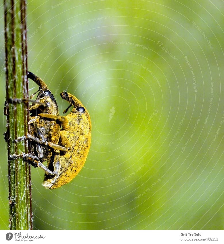 Rüsselkäfer Insekt Wiese Halm grün Körperhaltung Käfer Blick Rasen