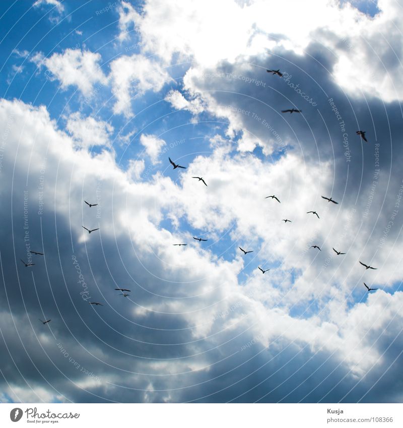 Möweninvasion Vogel Wolken flattern schreien kreisen weiß schwarz Himmel fliegen blau leuchten