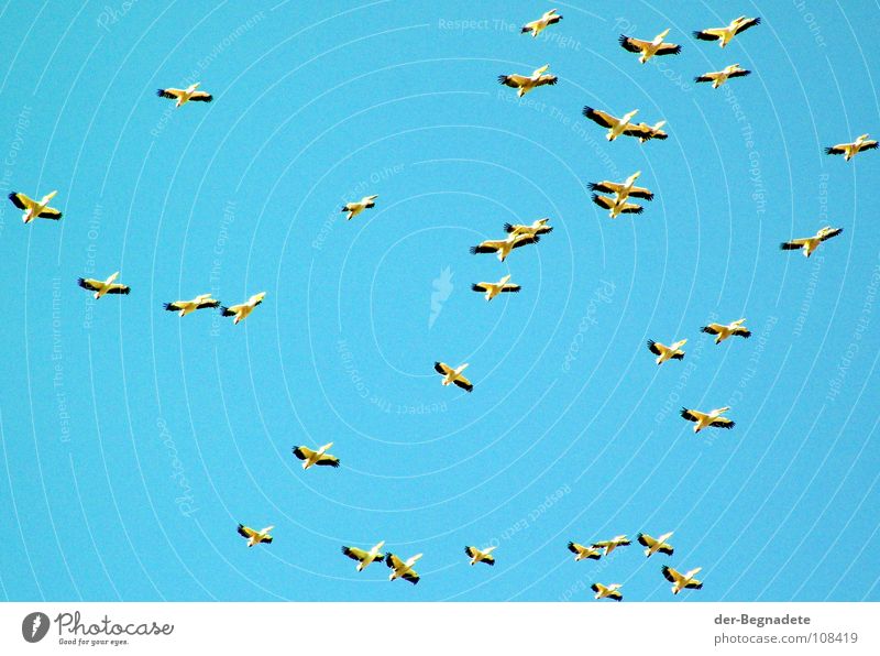 Die Vögel Vogel Zugvogel Pelikan türkis Herbst Oktober mehrere Afrika Himmel blau Ferne frei Wildtier Vogelflug Flügel Schwarm viele