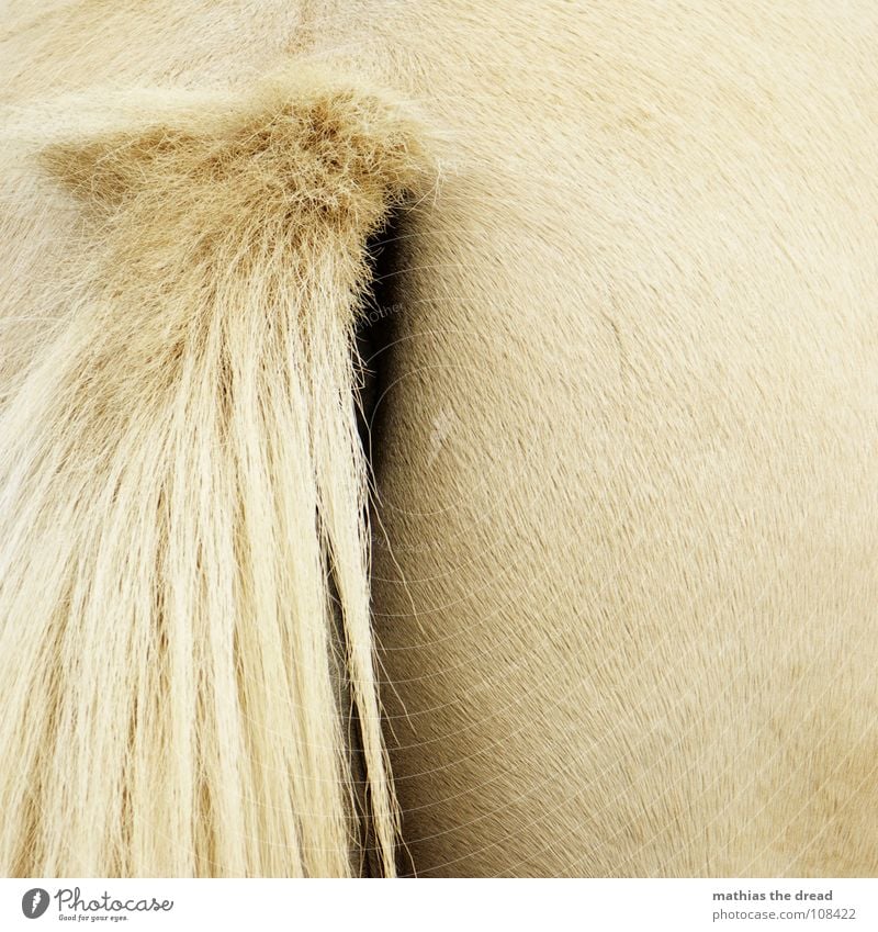 Von Hinten Pferd Tier Säugetier Nüstern Öffnung Borsten glänzend Haaransatz weich Zoo Streichelzoo Hinterteil Schwanz Haare & Frisuren Glätte Lichtverlauf