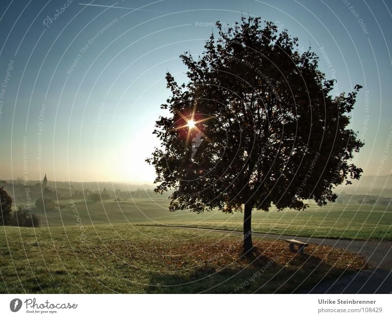 Sternförmige Sonne scheint durch Baum über nebliger Landschaft Energiewirtschaft Umwelt Natur Pflanze Herbst Nebel Wiese Feld Hügel Dorf glänzend stehen