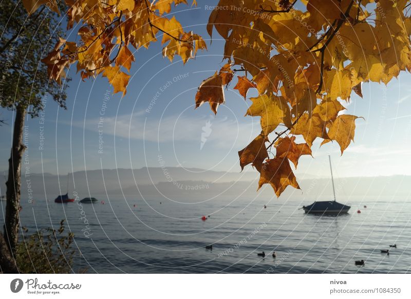 herbstsee Ferien & Urlaub & Reisen Tourismus Wassersport Landschaft Himmel Wolken Herbst Schönes Wetter Baum Sträucher Seeufer Motorboot Segelschiff Erholung