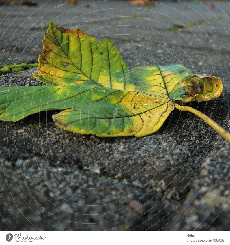 runtergefallen... Herbst Blatt Ahorn Ahornblatt Stengel mehrfarbig grün gelb braun Herbstfärbung wellig gekrümmt Baum Gefäße Vergänglichkeit Garten Park