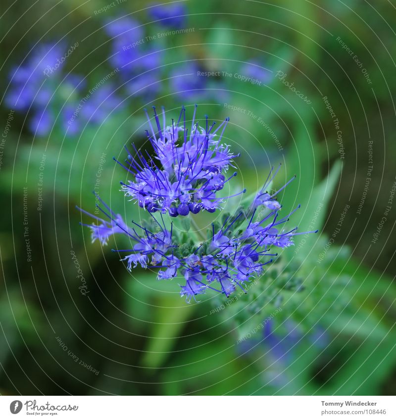 Planète bleue Pflanze Blattgrün Sommer Frühling giftgrün violett Grünpflanze Wachstum Jahreszeiten weich nass frisch Botanik Tiefenschärfe Blume Gras Blüte