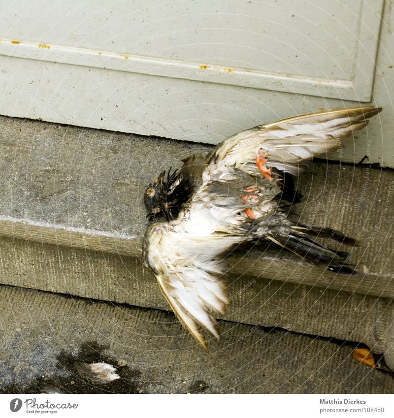 ADDUKTORENZERRUNG Taube Vogel Tier weiß Beerdigung Unfall Absturz abgestürzt Müllabfuhr Hausmüll Fußmatte Stadtleben Knockout ernst Luftverkehr Trauer