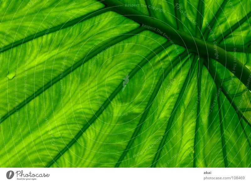 Das Blatt 21 Pflanze Urwald Südamerika Wildnis grün Botanik Pflanzenteile Kletterpflanzen pflanzlich Umwelt Sträucher krumm Gewächshaus schön akai jörg joerg