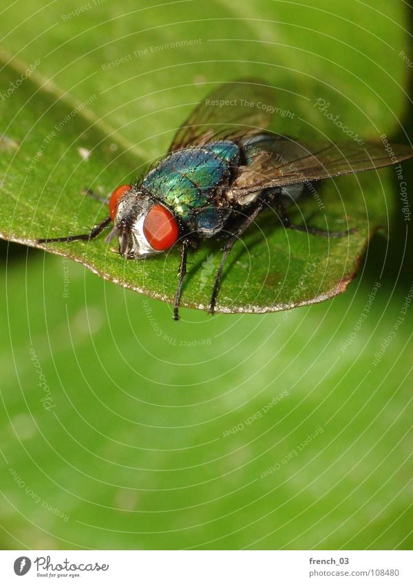 Hoch oben (Makro-Fliege 4) stark groß Blatt faszinierend grün klein rot Insekt leicht Schweben Facettenauge Beine Schmeißfliege Goldfliege schillernd Reihe
