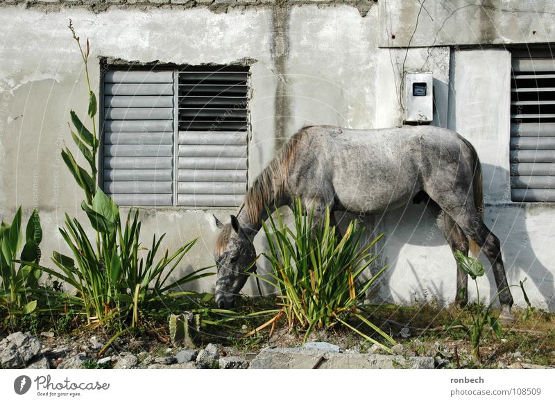 Pferd auf dem Flur Kuba Wand Mauer Tier Fressen kaputt Fenster ruhig grau Säugetier Südamerika alt Arme Schönes Wetter Garten einfach getarnt grau in grau
