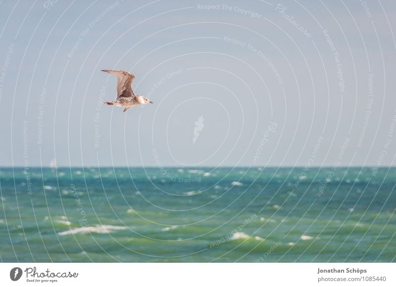 Brighton V Tier 1 ästhetisch Zufriedenheit Bewegung elegant Möwe Möwenvögel fliegend Freiheit Meer Küste England Großbritannien Feder Flügel schön majestätisch