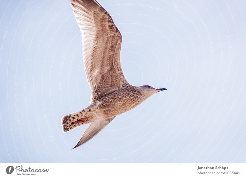 Brighton IV Tier 1 ästhetisch Zufriedenheit Bewegung elegant Energie Optimismus Ferne Möwe Möwenvögel fliegend Freiheit Luftverkehr aufsteigen Meer Küste
