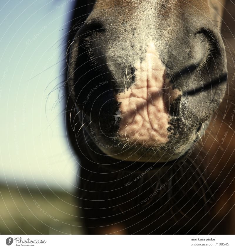 mächtige nasenlöcher Tier Pferd Weide Ausritt Schnauze Nasenloch Mähne Säugetier Teile u. Stücke Maul Schatten Haare & Frisuren