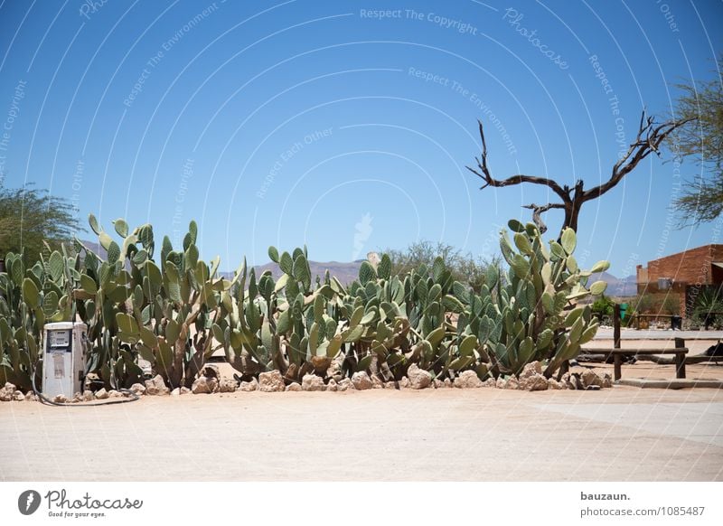 tanken. Ferien & Urlaub & Reisen Tourismus Abenteuer Umwelt Natur Landschaft Himmel Wolkenloser Himmel Sonne Sommer Schönes Wetter Baum Kaktus Wüste Namibia