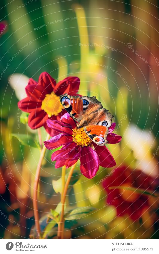 Schmetterling auf rotem Dahlia Blumen Lifestyle Design Sommer Garten Natur Pflanze Sonnenlicht Frühling Herbst Park Wiese 1 Tier weich gelb rosa Beet butterfly