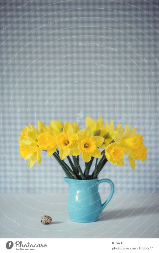 es ostert Ostern Frühling Blume blau gelb Lebensfreude Frühlingsgefühle Stillleben Narzissen Ei Vase kariert Blumenstrauß Kannen Farbfoto Innenaufnahme