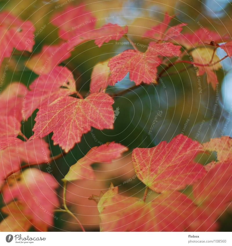 Einfach nur ROT Blatt Herbst Jahreszeiten rot grün gelb schön Physik Umwelt Herz-/Kreislauf-System Natur mehrfarbig Baum Außenaufnahme Vergänglichkeit ruhig