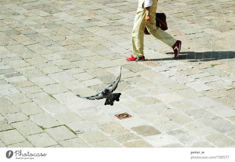 Venedig Italien Stadt Fußgänger Fußgängerzone Taube Vogel Tier Gully Schuhe Koffer Aktenkoffer rot gehen Bewegung mediterran Sommer Verkehrswege Straße Mensch