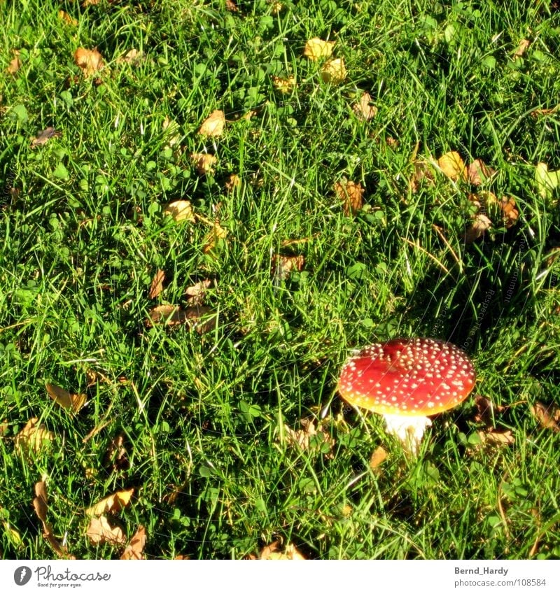 Hot Buzzer Runde II gefährlich rot grün Fliegenpilz Herbst Gras Wiese Blatt Pilz Gift Respekt bedrohlich