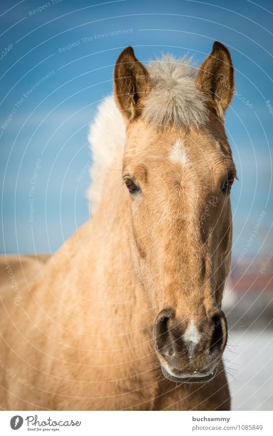 Traumpferd Tier Nutztier Pferd Tiergesicht 1 blau braun weiß Auge beige Blesse Kopf Mähne Reittier Sonnenschein Säugetier reiten Farbfoto Außenaufnahme