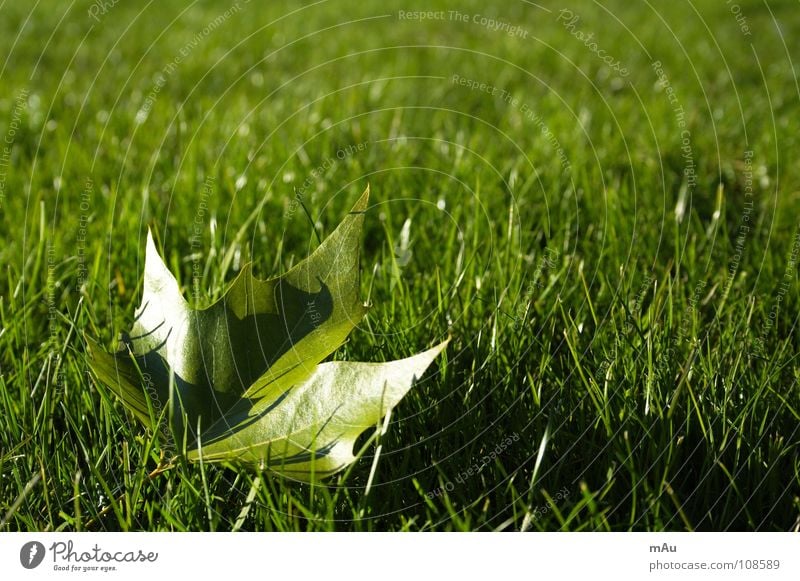 Der Anfang vom Ende Blatt Park Wiese Ahorn Baum Gras Spielen frisch saftig Kraft Außenaufnahme Unschärfe Herbst Rasen Freude Erholung