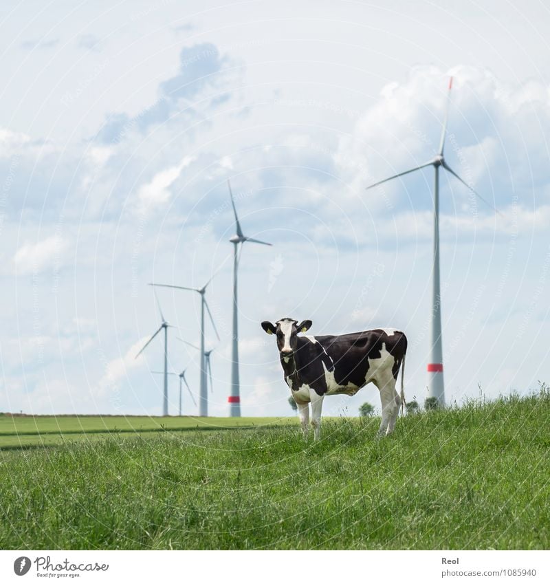 Methan vs Grüne Energie Natur Wolken Sommer Gras Wiese Feld Windkraftanlage Windrad Rotor Tier Nutztier Kuh Rind Viehzucht Viehweide 1 grün nachhaltig