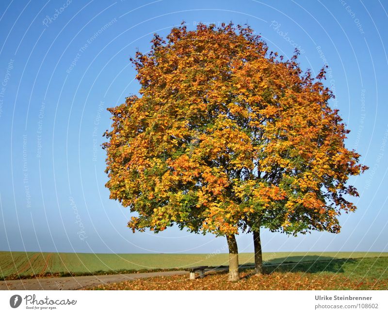 Alleinstehendes Baumpaar im Herbstlaub Himmel Blatt Wiese Feld fallen ästhetisch schön Wärme blau mehrfarbig ruhig Farbe Vergänglichkeit Herbstwald