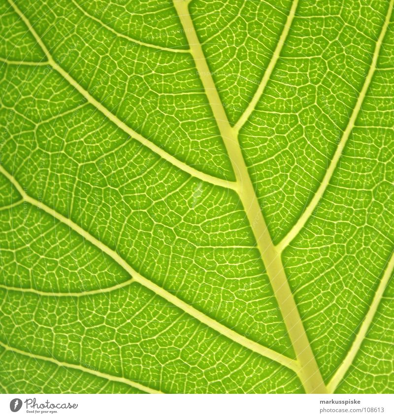 blattgrün Blatt Pflanze Sonnenstrahlen Blattgrün Photosynthese Prozess ökologisch Umwelt Material Energiewirtschaft Farbstoff leaf Schatten shadow sun sunbeam