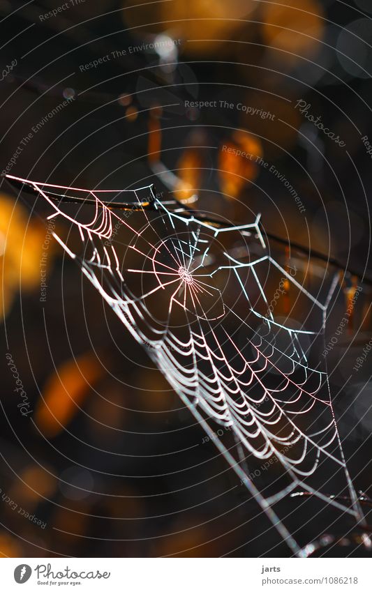 dauerelastisch und schön Pflanze Tier Baum Blatt Wald Spinne fest Natur Netz Spinnennetz Farbfoto Außenaufnahme Nahaufnahme Menschenleer Textfreiraum oben