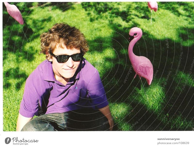 Andy Flamingo rosa springen Physik Dekoration & Verzierung grass boy purple bright Happiness Wärme Außenaufnahme