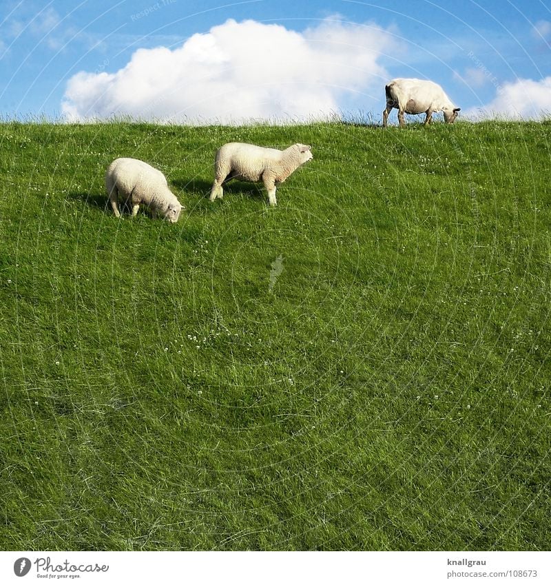 Schaf sein... Tier Vieh Wolle Wollknäuel Pullover grün Wiese Feld Wolken Ziegen Fressen ruhig Deich Küste Sommer Bekleidung Lamm Schafswolle stricken Rasenmäher
