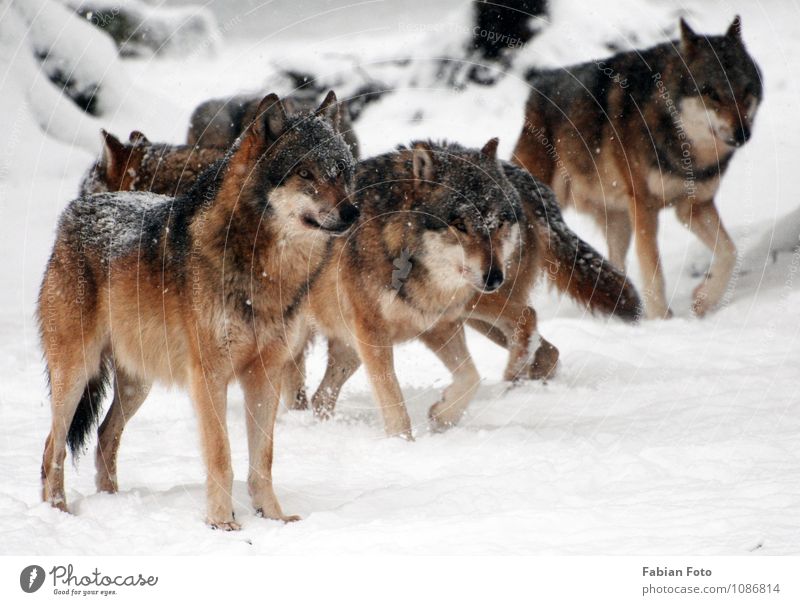 Wölfe Winter Schnee Tier Zoo Rudel beobachten Jagd stehen ästhetisch bedrohlich Farbfoto Außenaufnahme