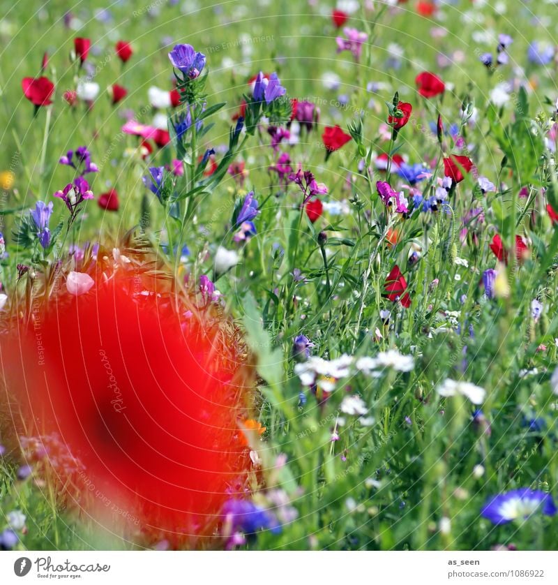 Sommerwiese Design harmonisch Ferien & Urlaub & Reisen Landwirtschaft Forstwirtschaft Natur Pflanze Blume Gras Blüte Mohn Mohnblüte Kornblume Wiese Blühend