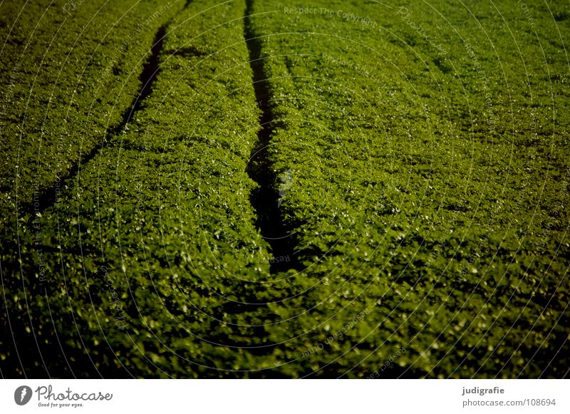 Acker Feld grün Aussaat Hügel Wellen Landwirtschaft braun Spuren Fahrbahn Farbe Ernte Linie Erde Bodenbelag trekker Traktorspur